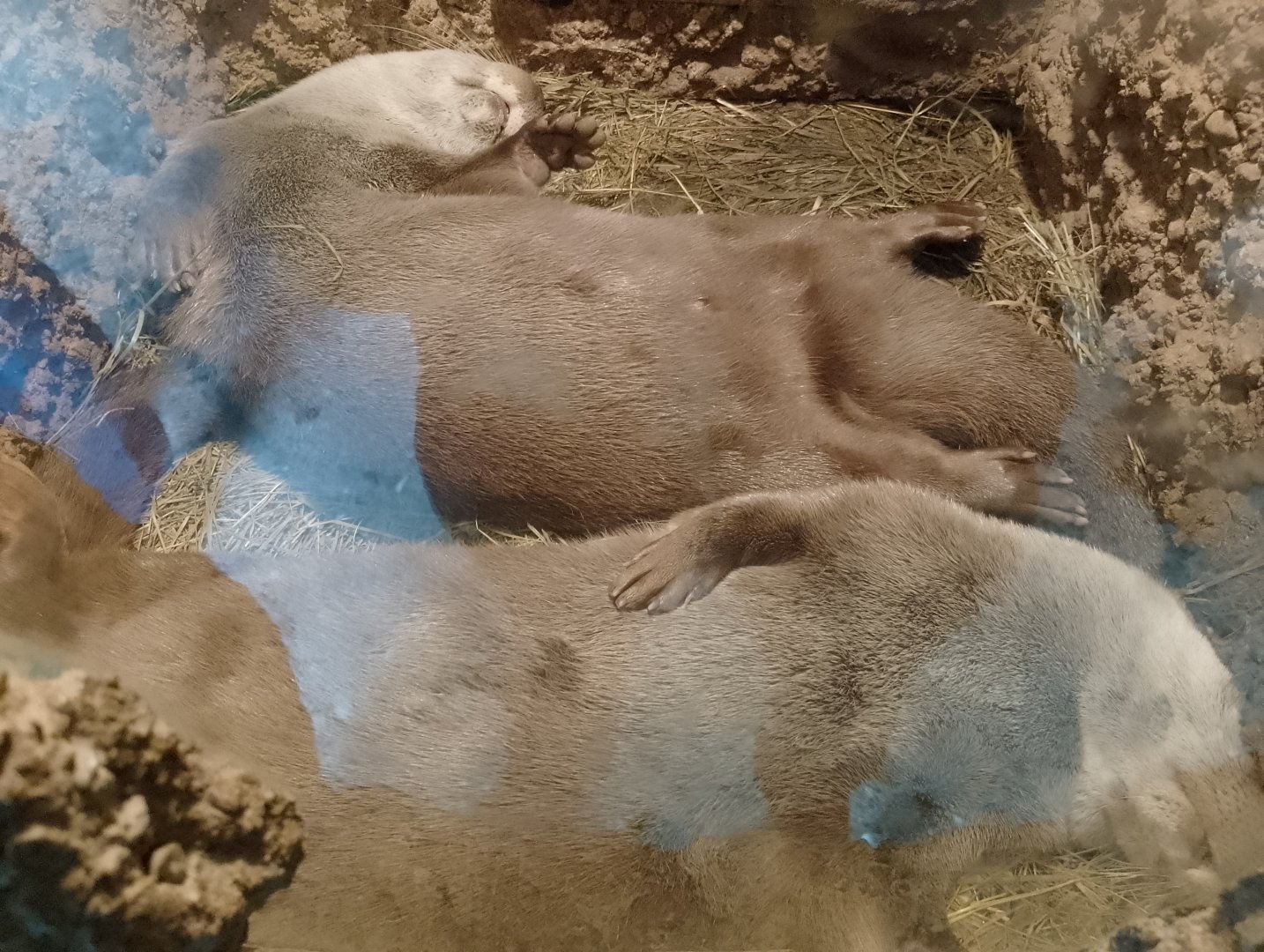 European otters