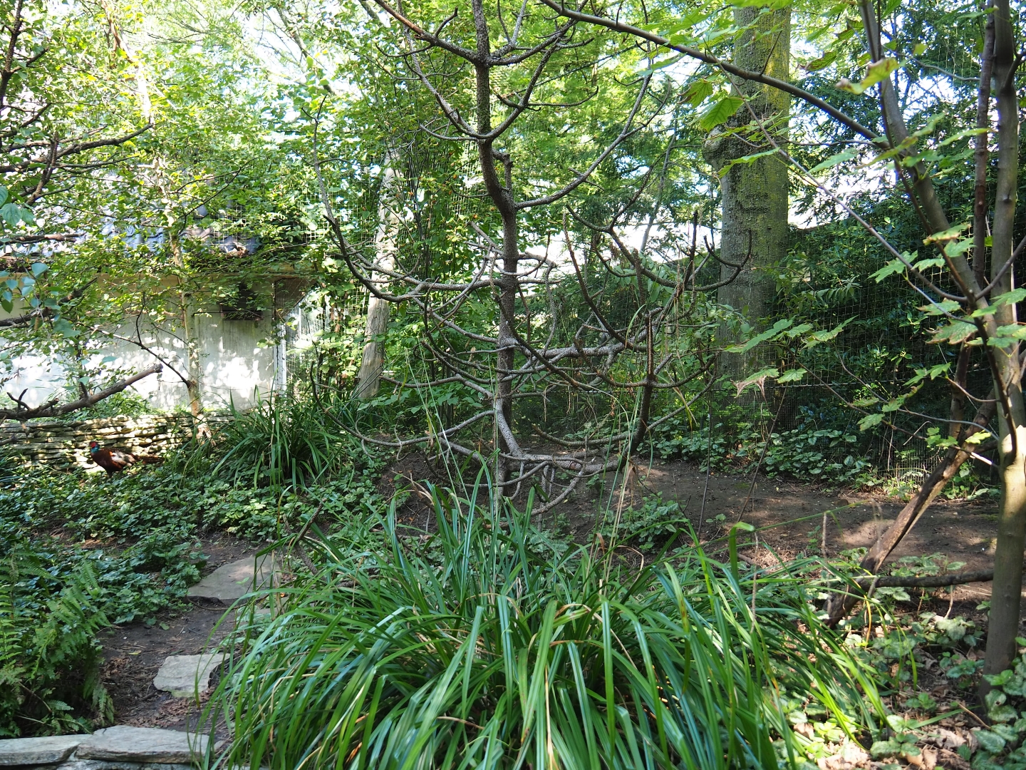 European owl - Ring-necked pheasant aviary (Sep 2nd, 2018)