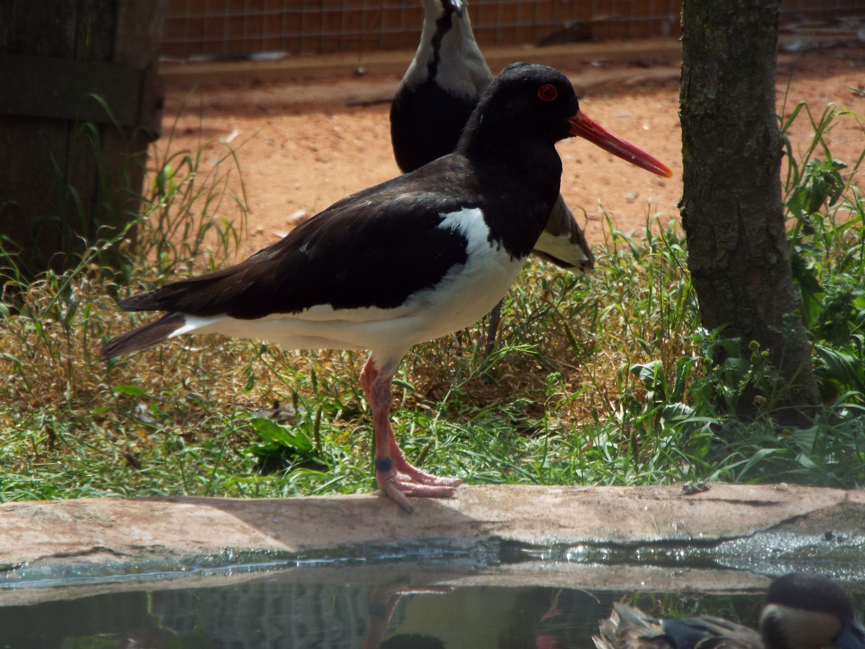 European Oystercatcher - Axe Valley