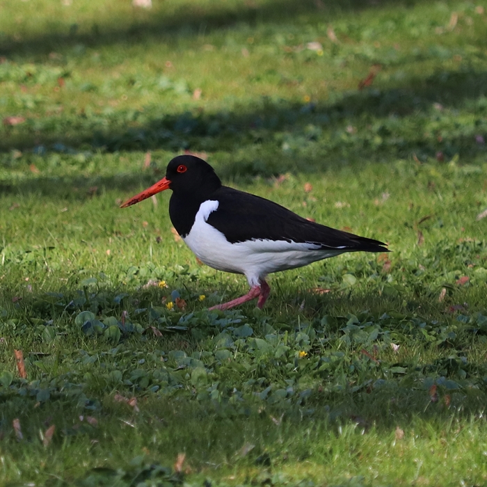 European oystercatcher (Haematopus ostralegus ostralegus)