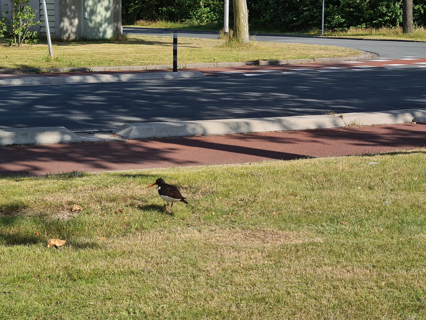 European oystercatcher