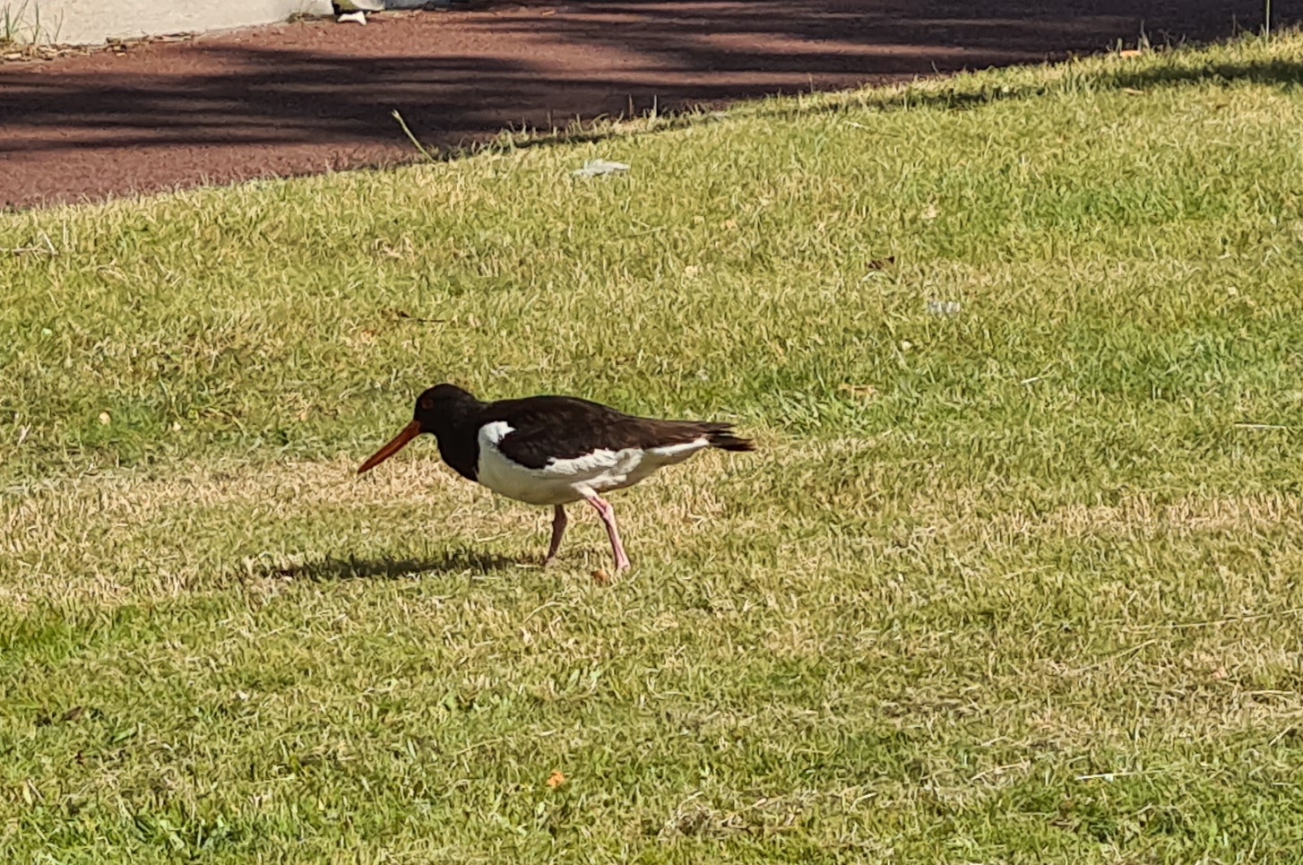 European oystercatcher