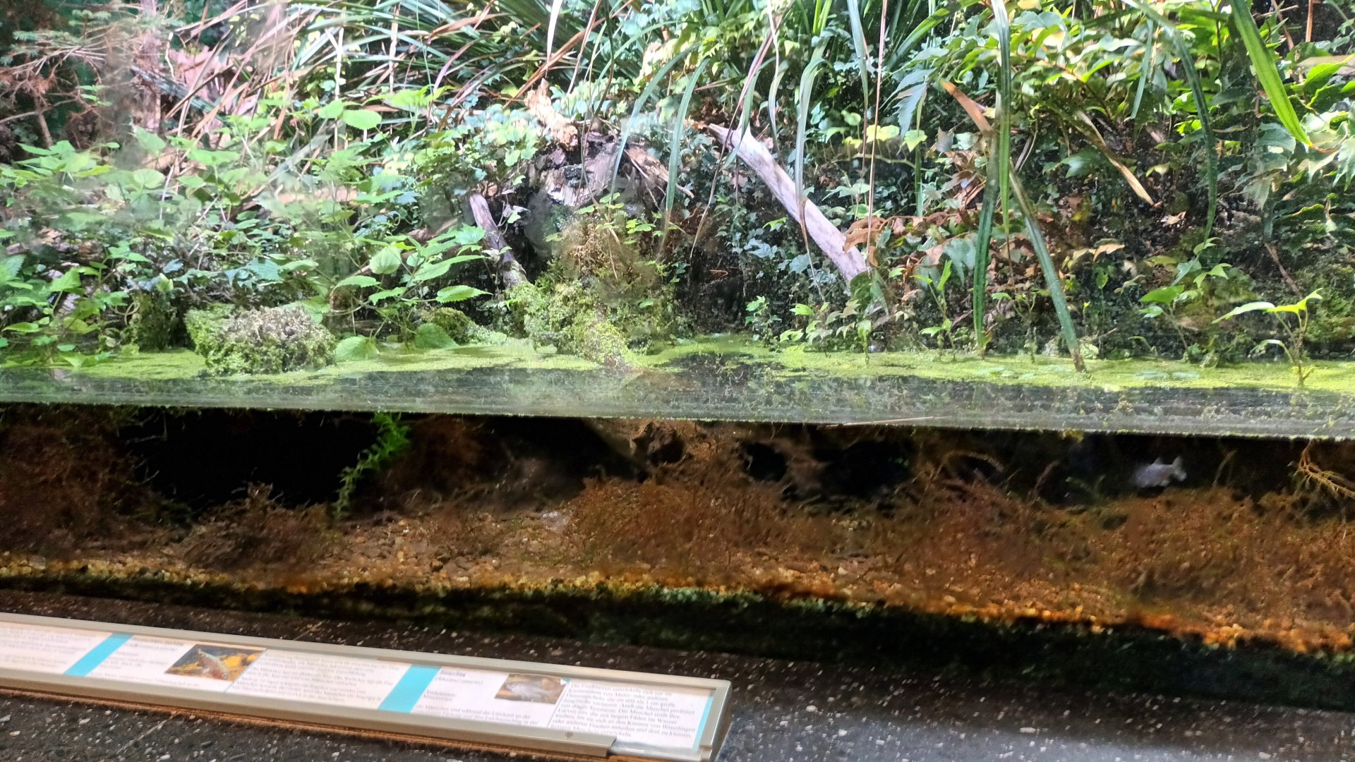 European Palaudarium