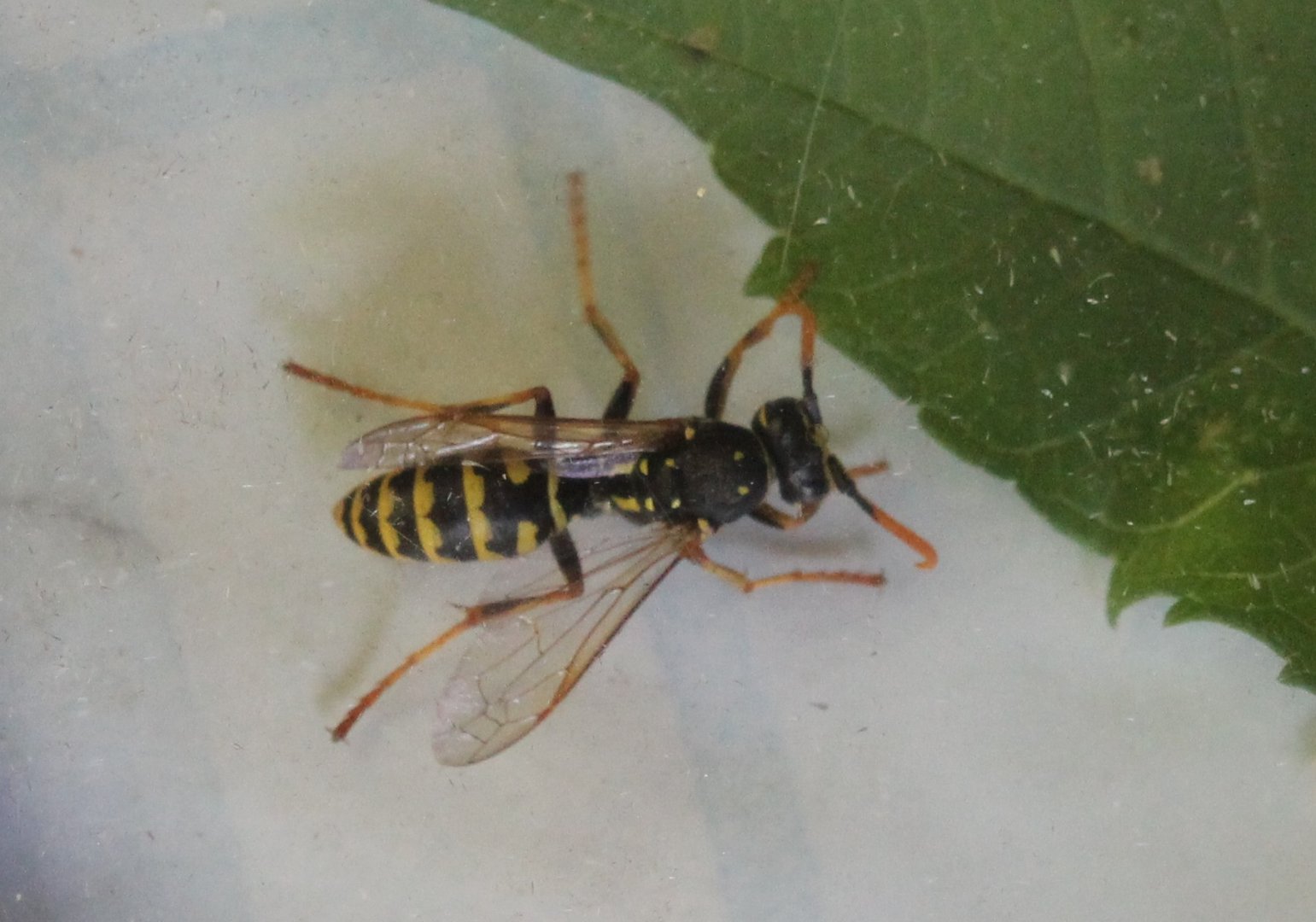 European paper wasp - Polistes dominula