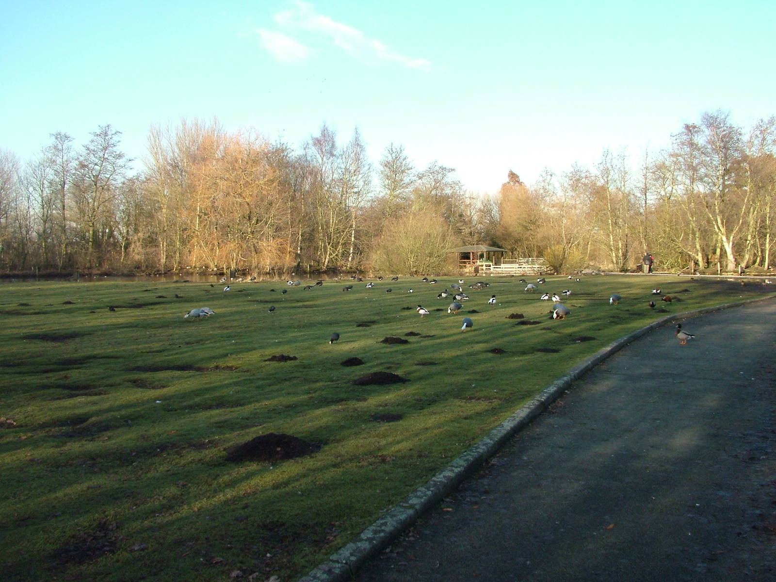 European Pen at Martin Mere, 28/01/11