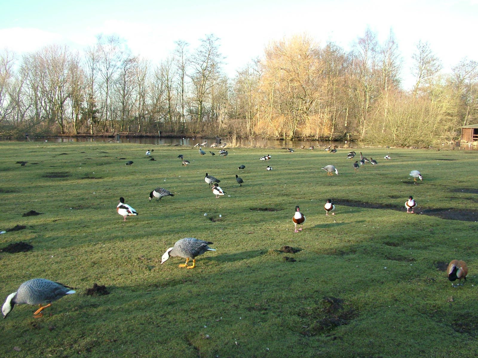 European Pen at Martin Mere, 28/01/11