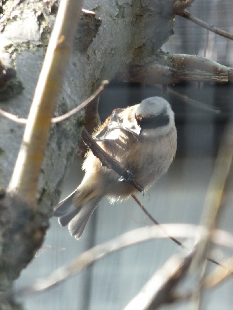 European Penduline-tit (Remiz pendulinus pendulinus) at Alpenzoo Innsbruck - April 11 2015