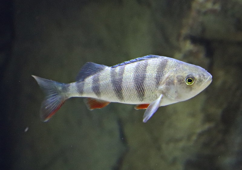 European perch (Perca fluviatilis) - Baltic Sea Science Center
