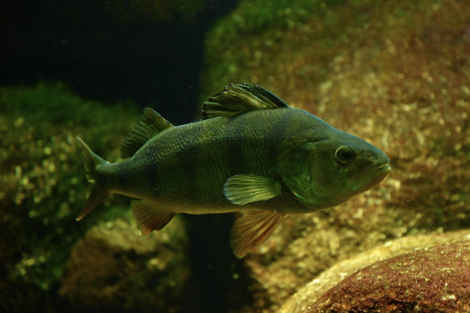 European perch (Perca fluviatilis)