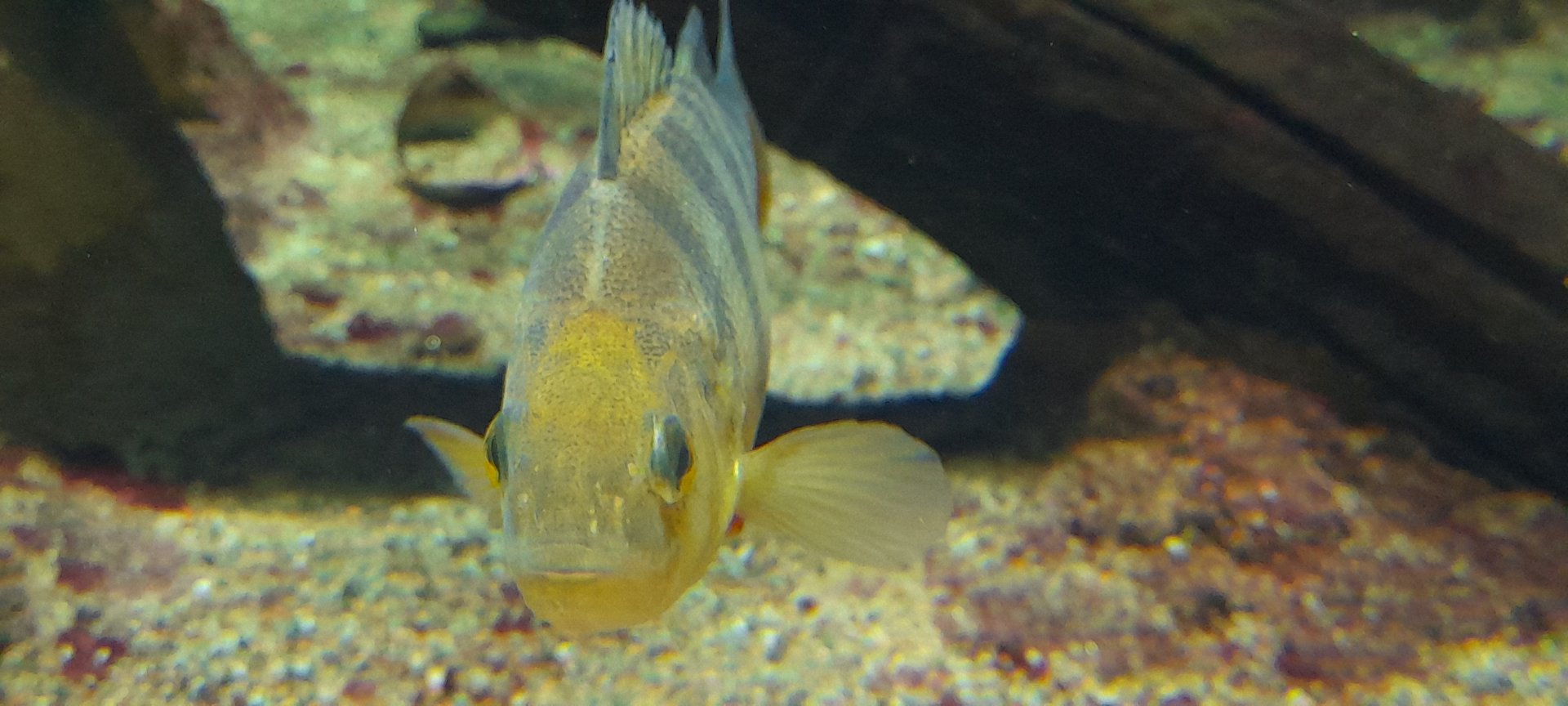 European perch (Perca fluviatilis)