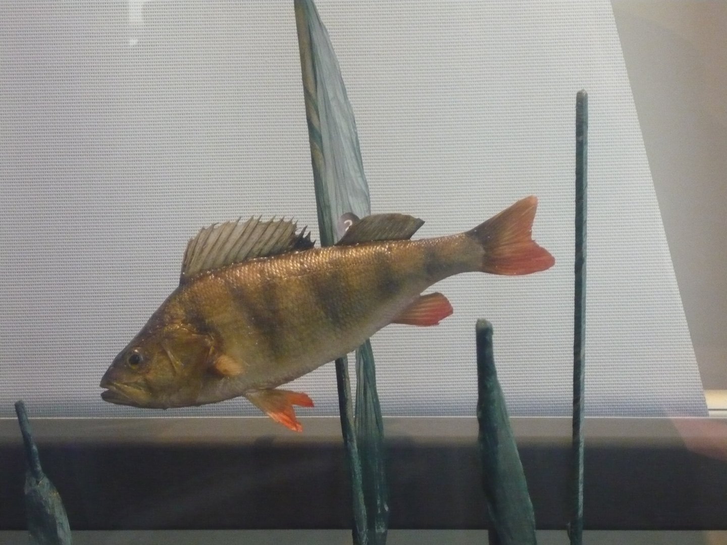 European perch