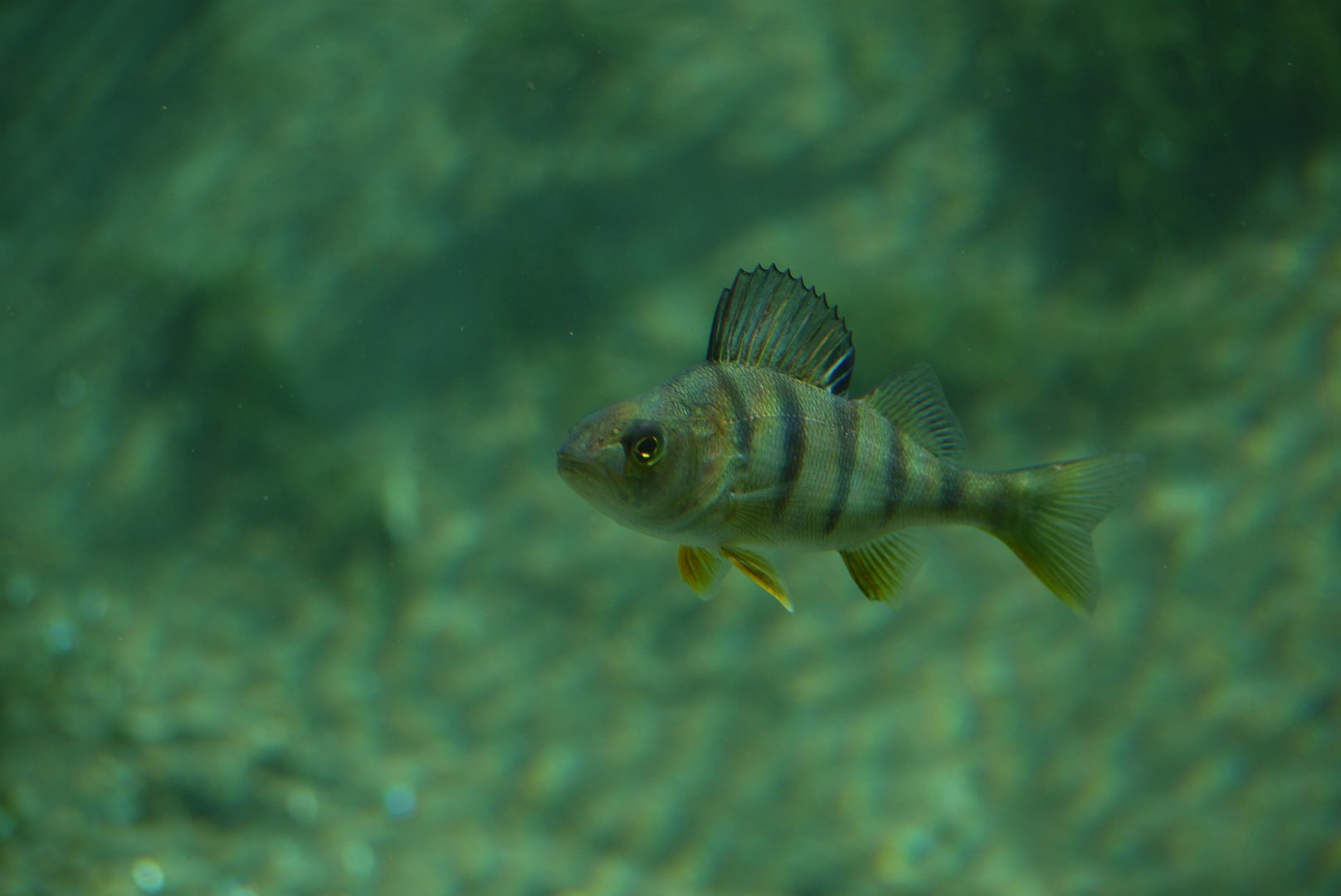 European Perch
