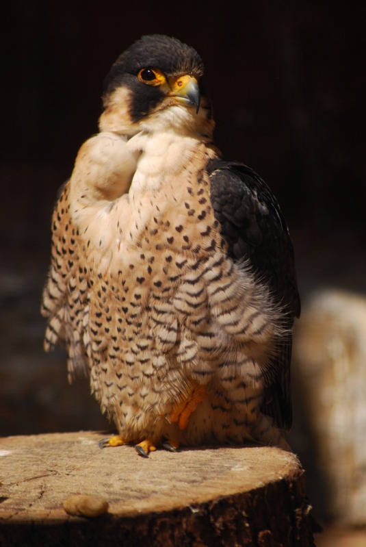 European peregrine falcon at Adlerwarte Berlebeck