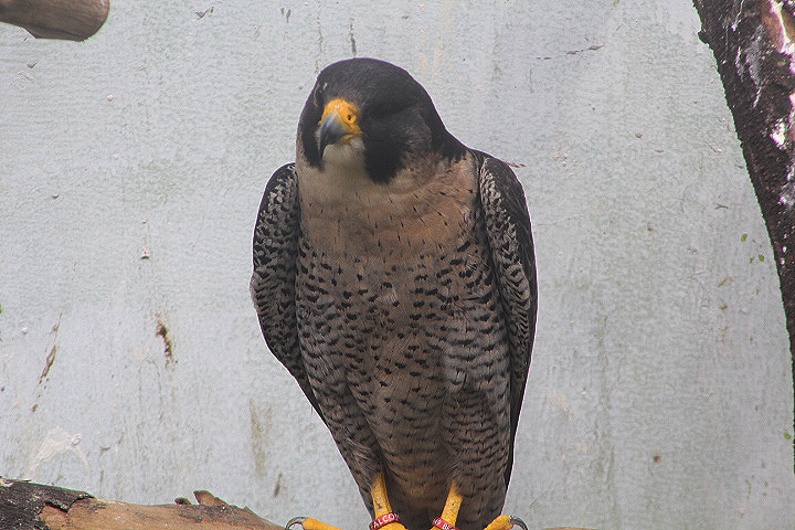 European peregrine falcon (Falco peregrinus peregrinus)