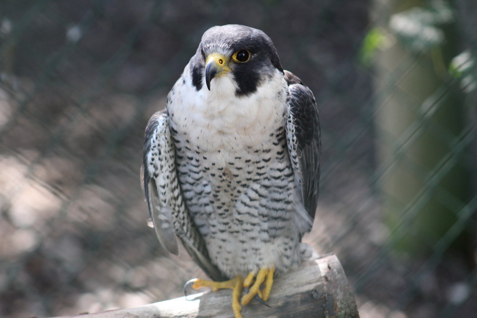 European Peregrine Falcon