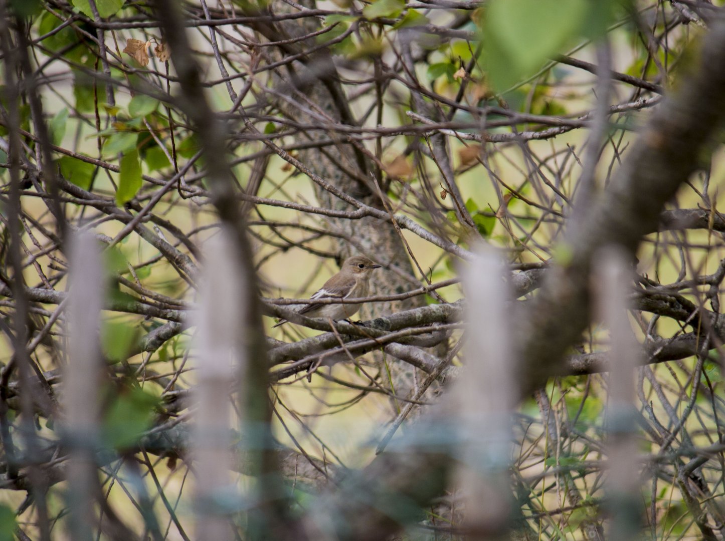 European pied flycatcher, Ficedula hypoleuca hypoleuca