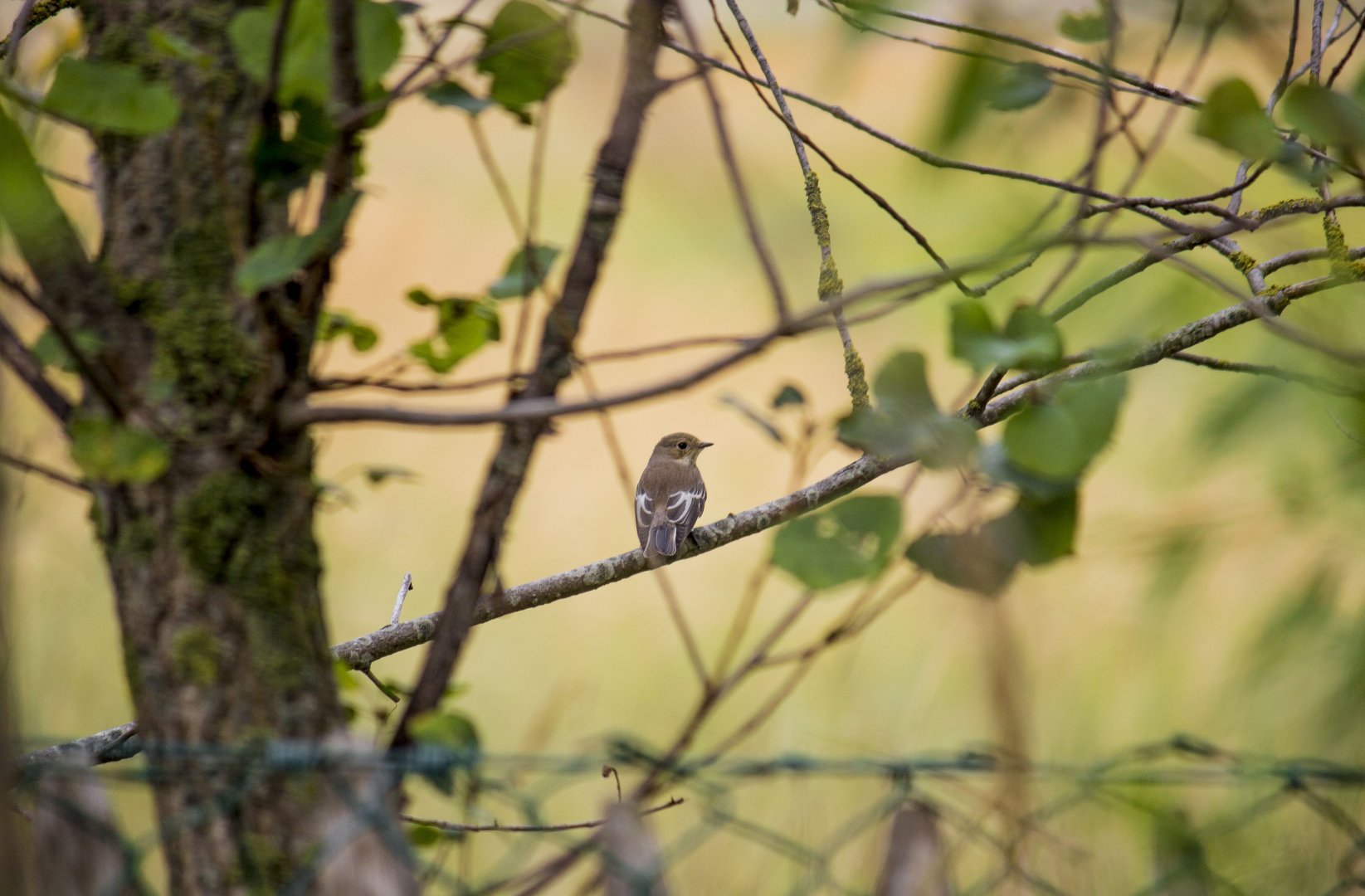 European pied flycatcher, Ficedula hypoleuca hypoleuca