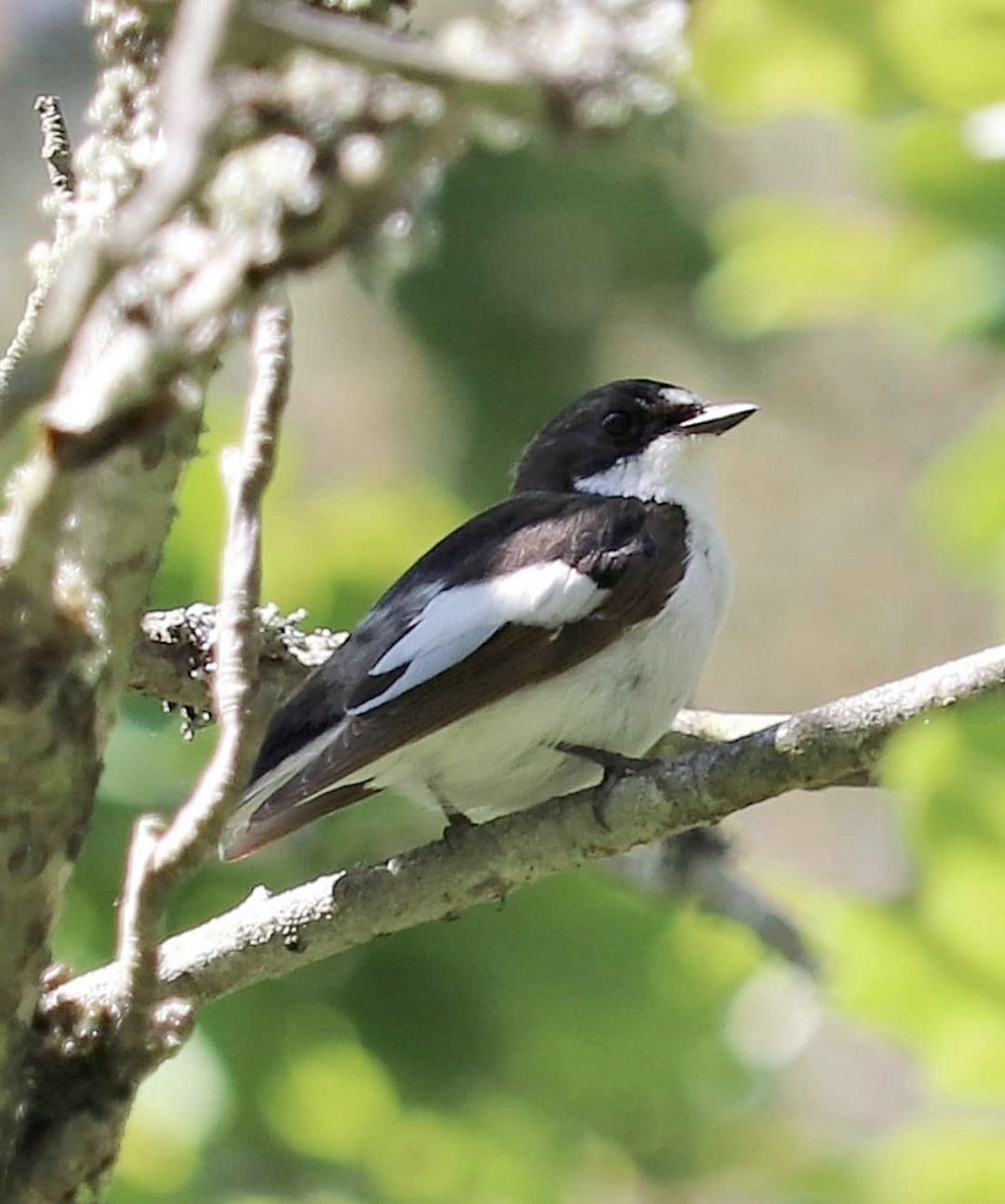 European pied flycatcher (Ficedula hypoleuca hypoleuca)