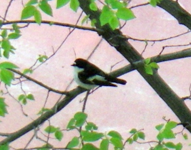 European Pied Flycatcher (Ficedula hypoleuca)