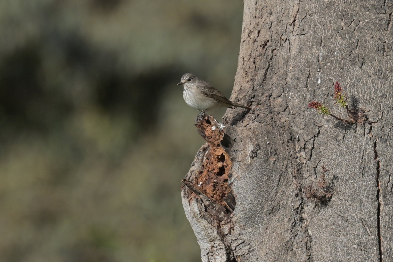 European Pied Flycatcher Ficedula hypoleuca