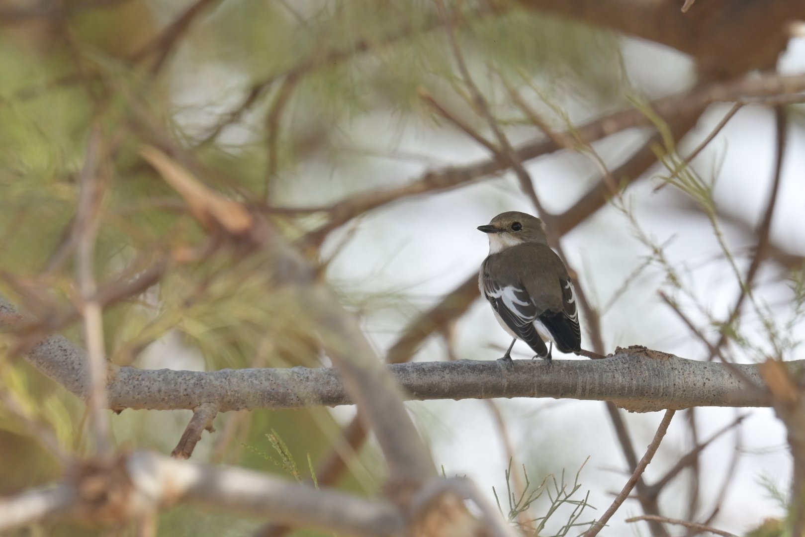European Pied Flycatcher Ficedula hypoleuca (?)