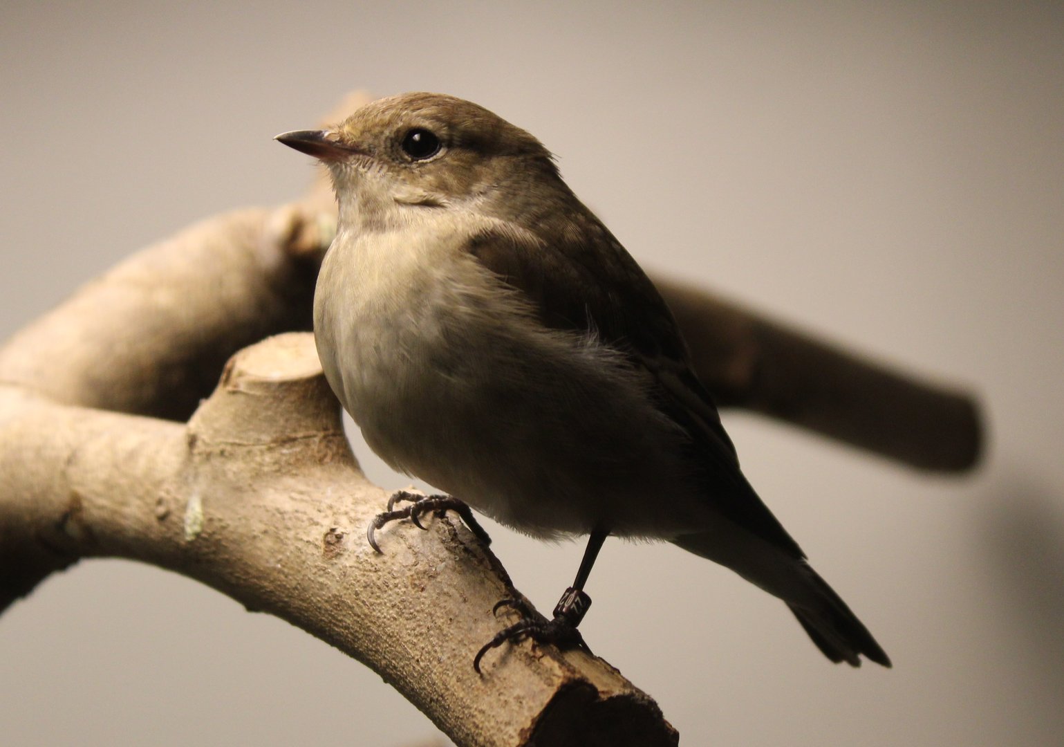 European pied flycatcher