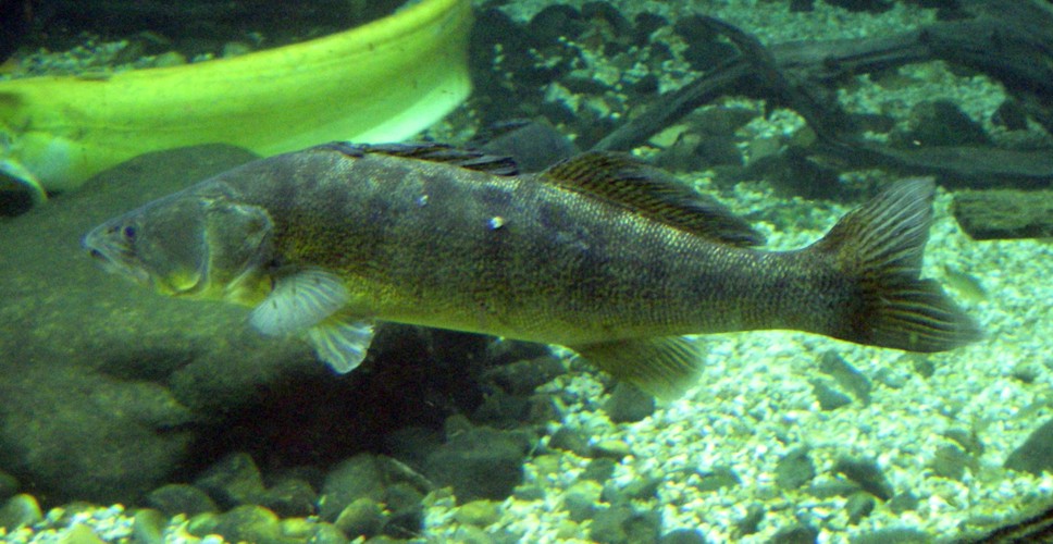 European pike-perch (Sander lucioperca)