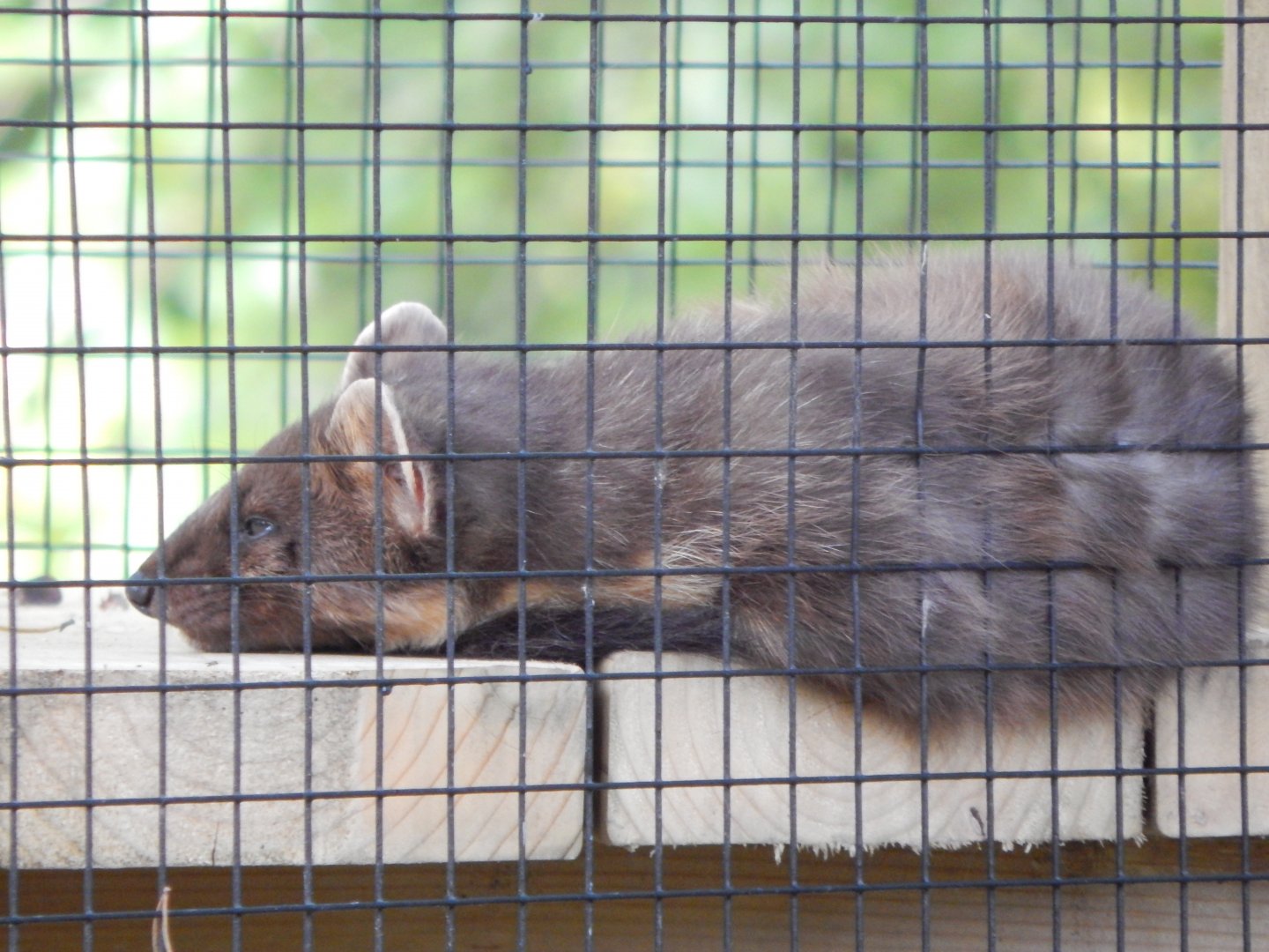 European pine marten 130924