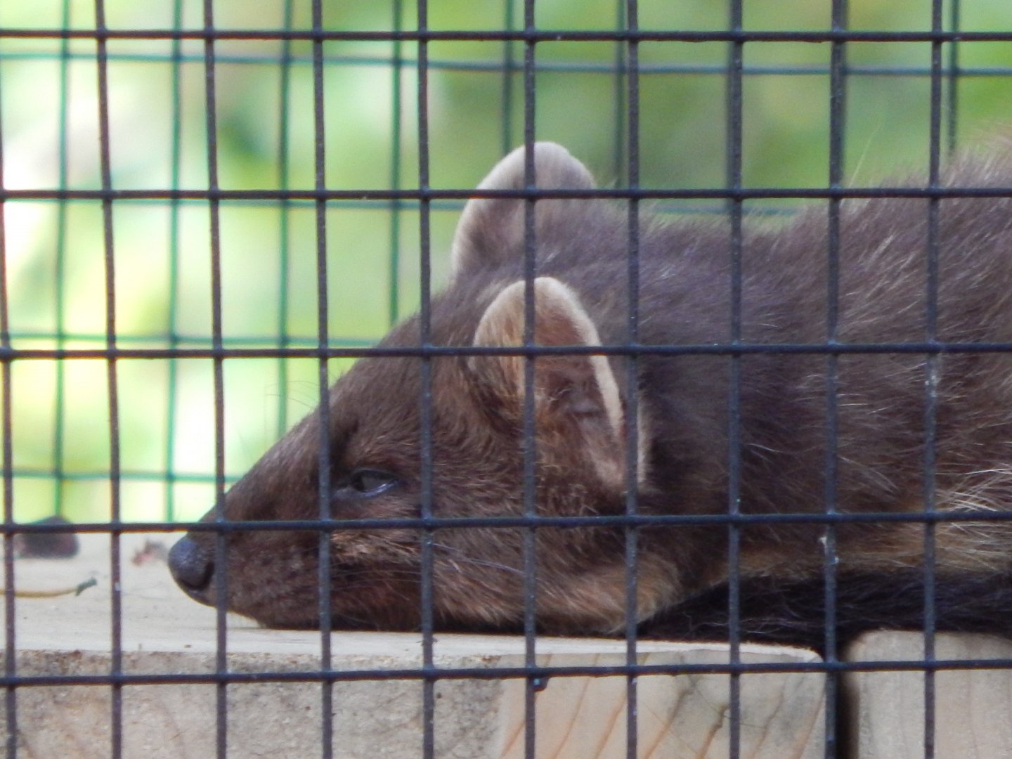 European pine marten 130924