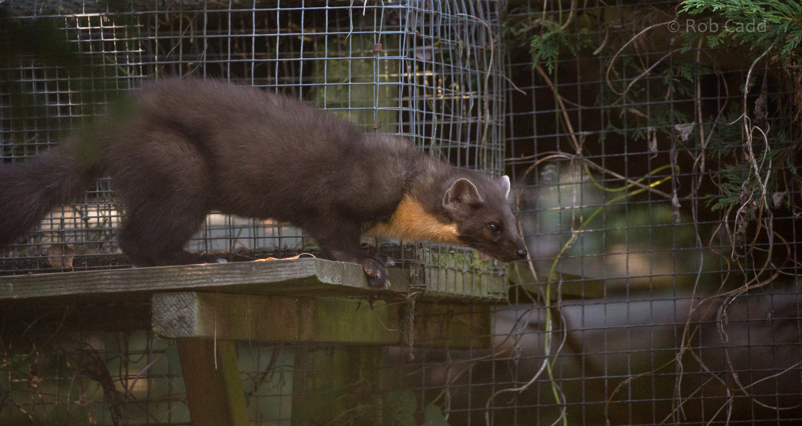 European pine marten : British Wildlife Centre : 05 Oct 2018