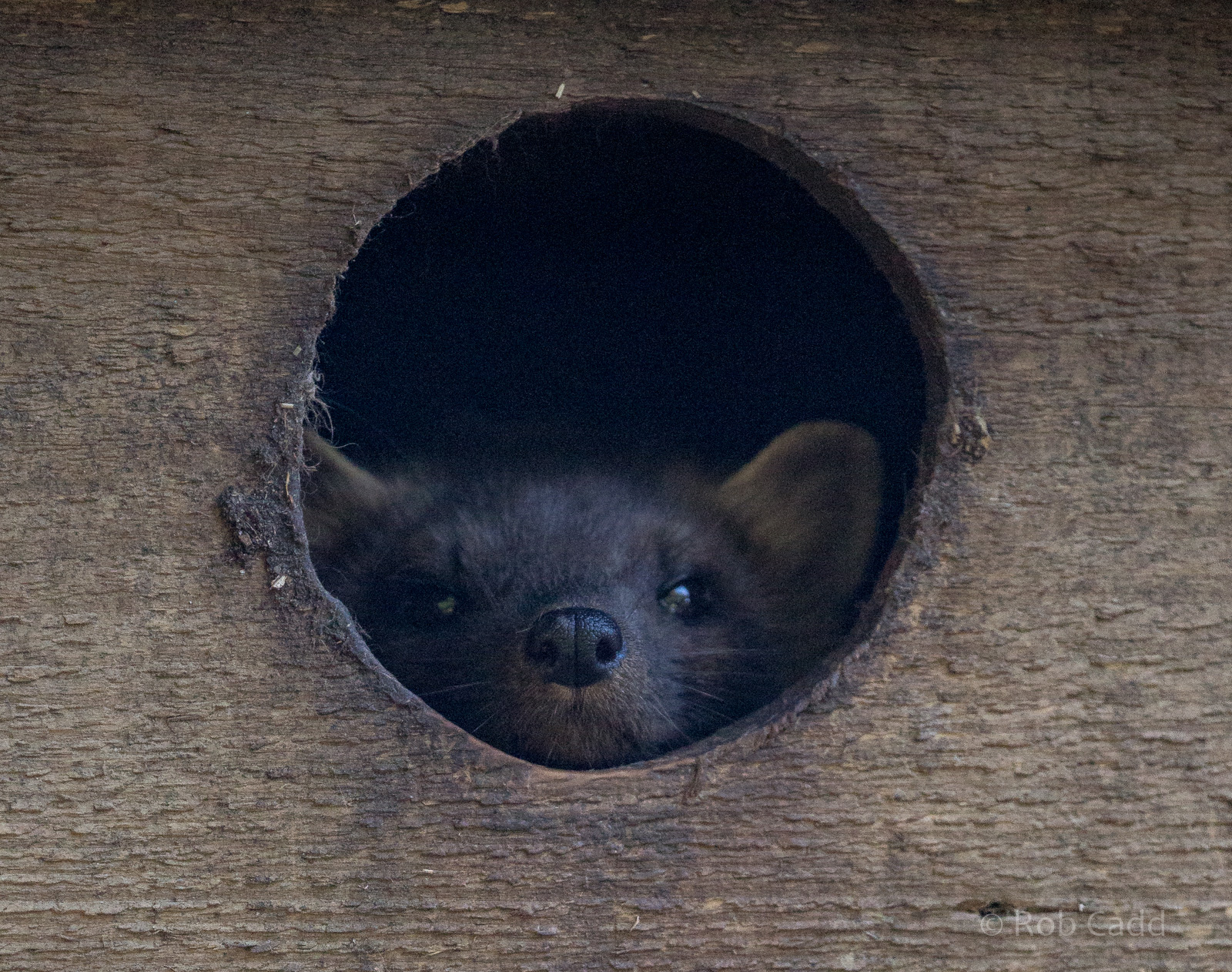 European pine marten : British Wildlife Centre : 05 Oct 2018