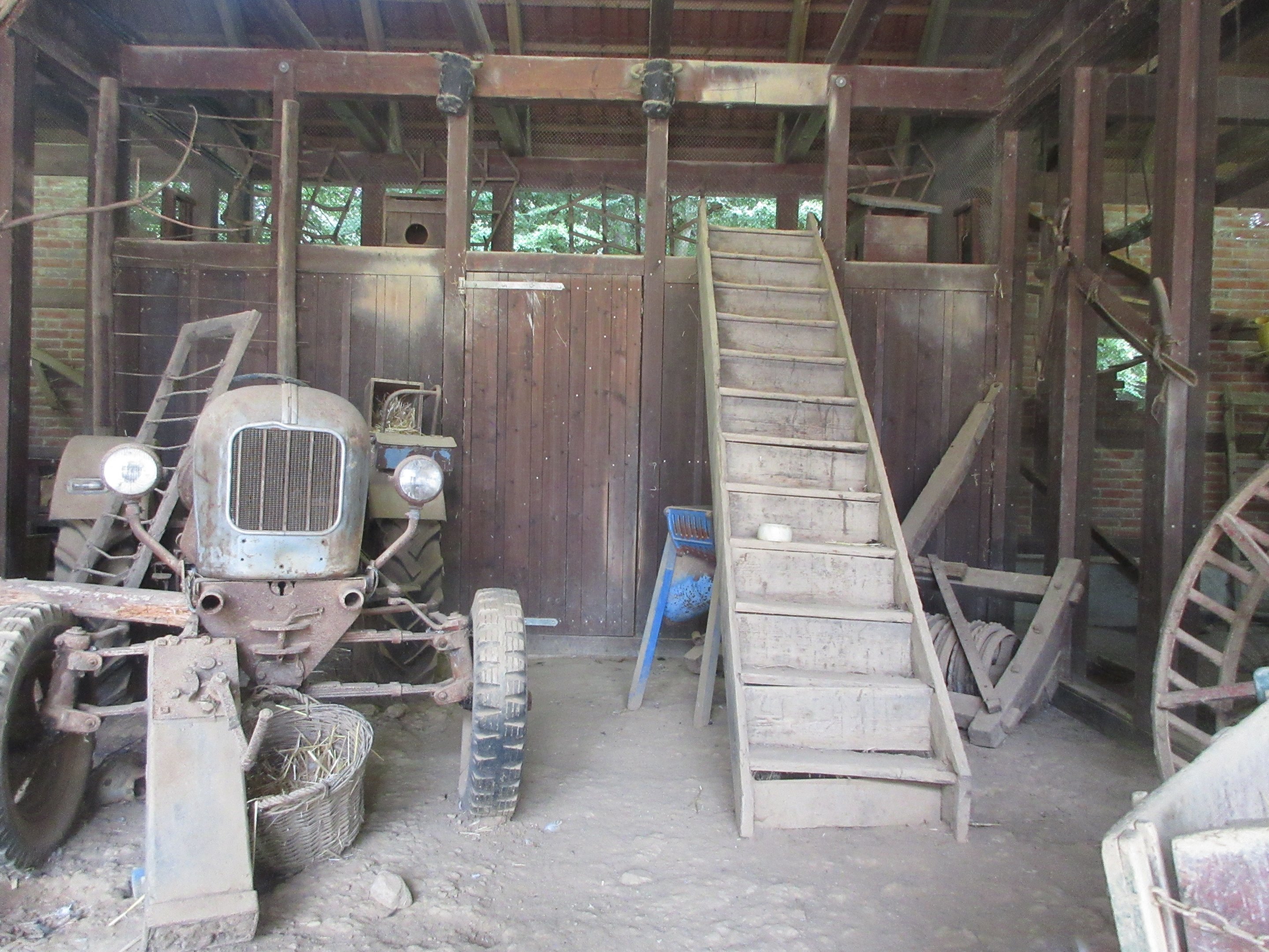 European Pine Marten Exhibit