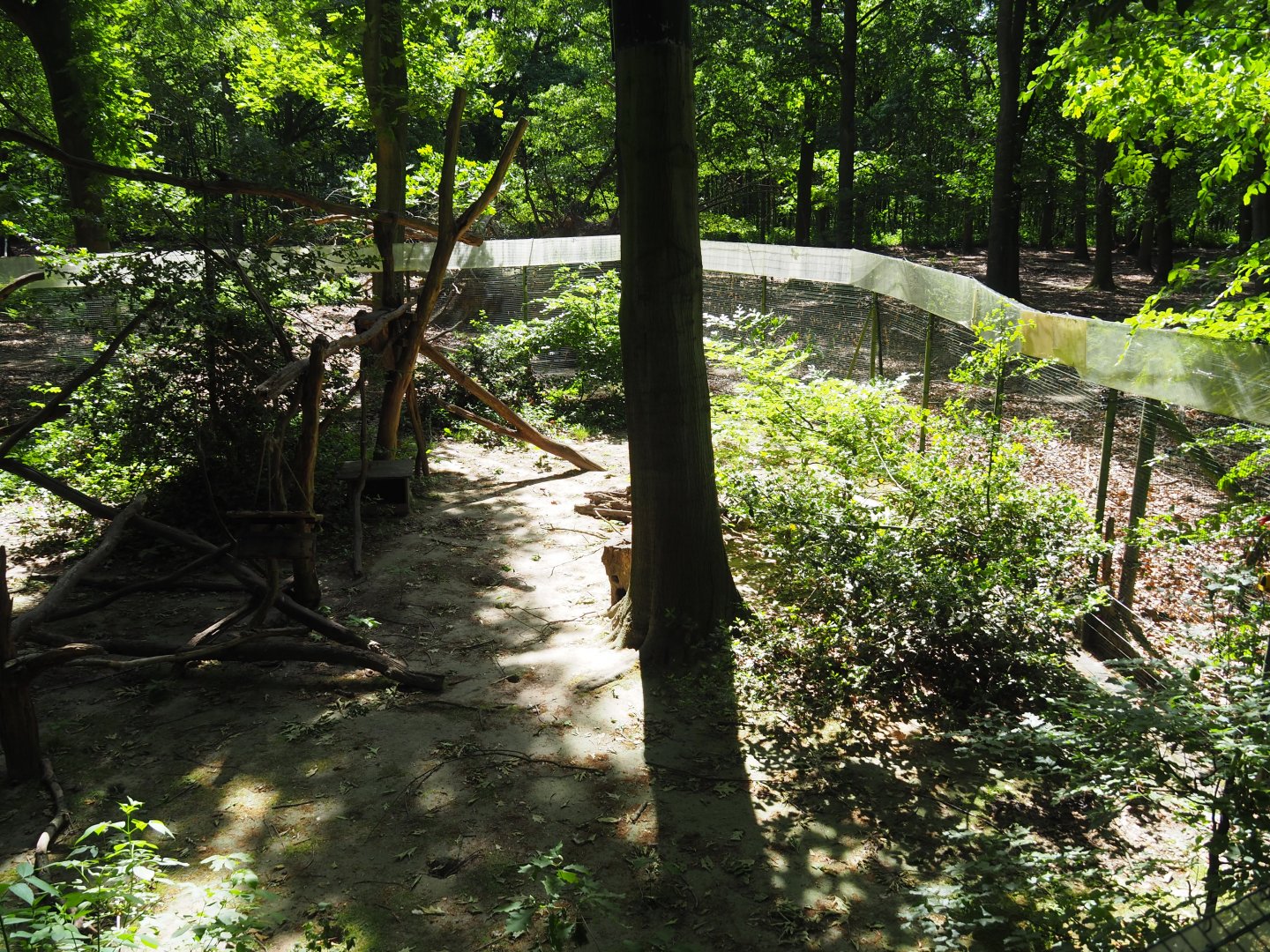 European Pine Marten Exhibit