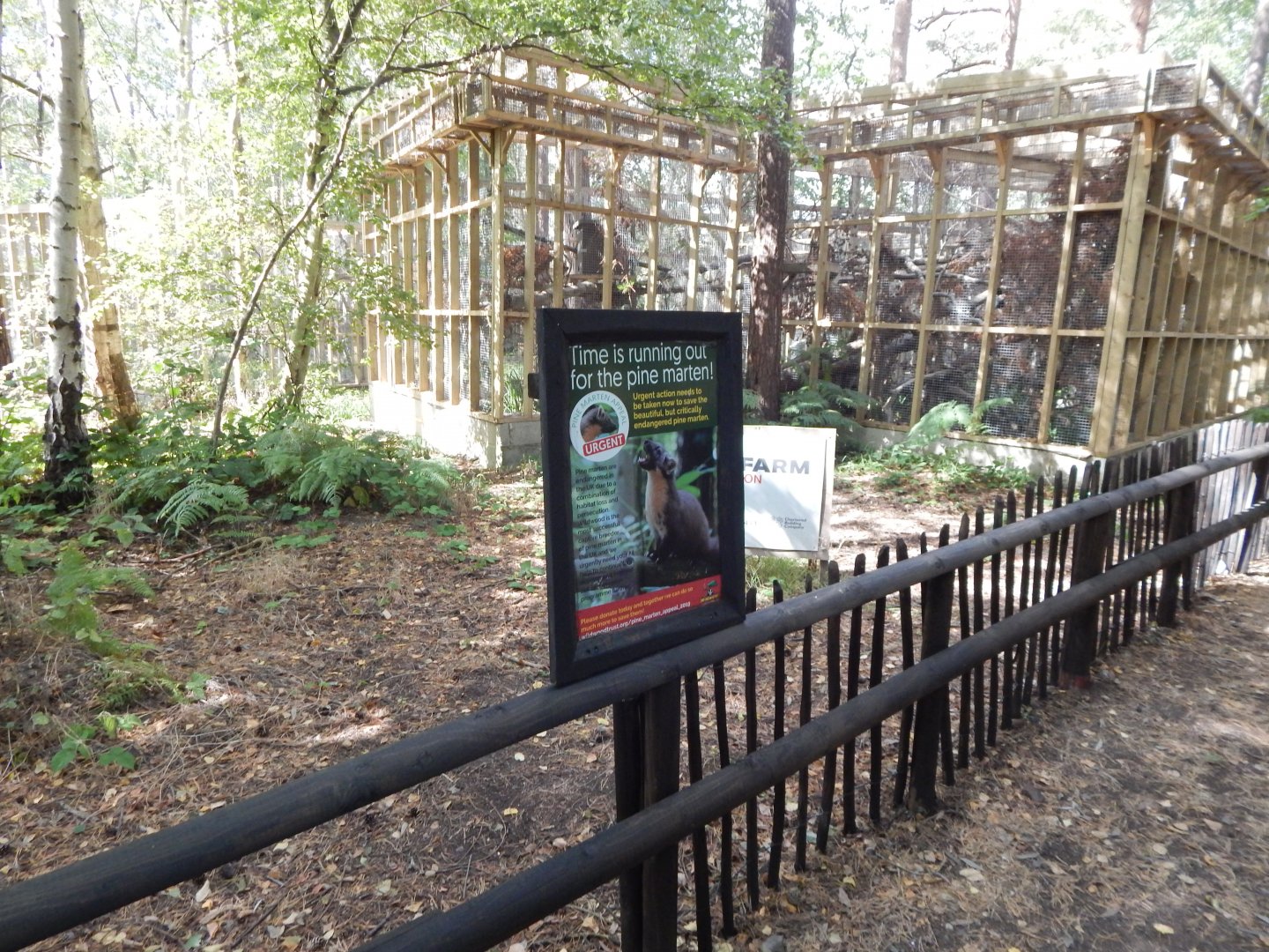 European pine marten habitat 030924