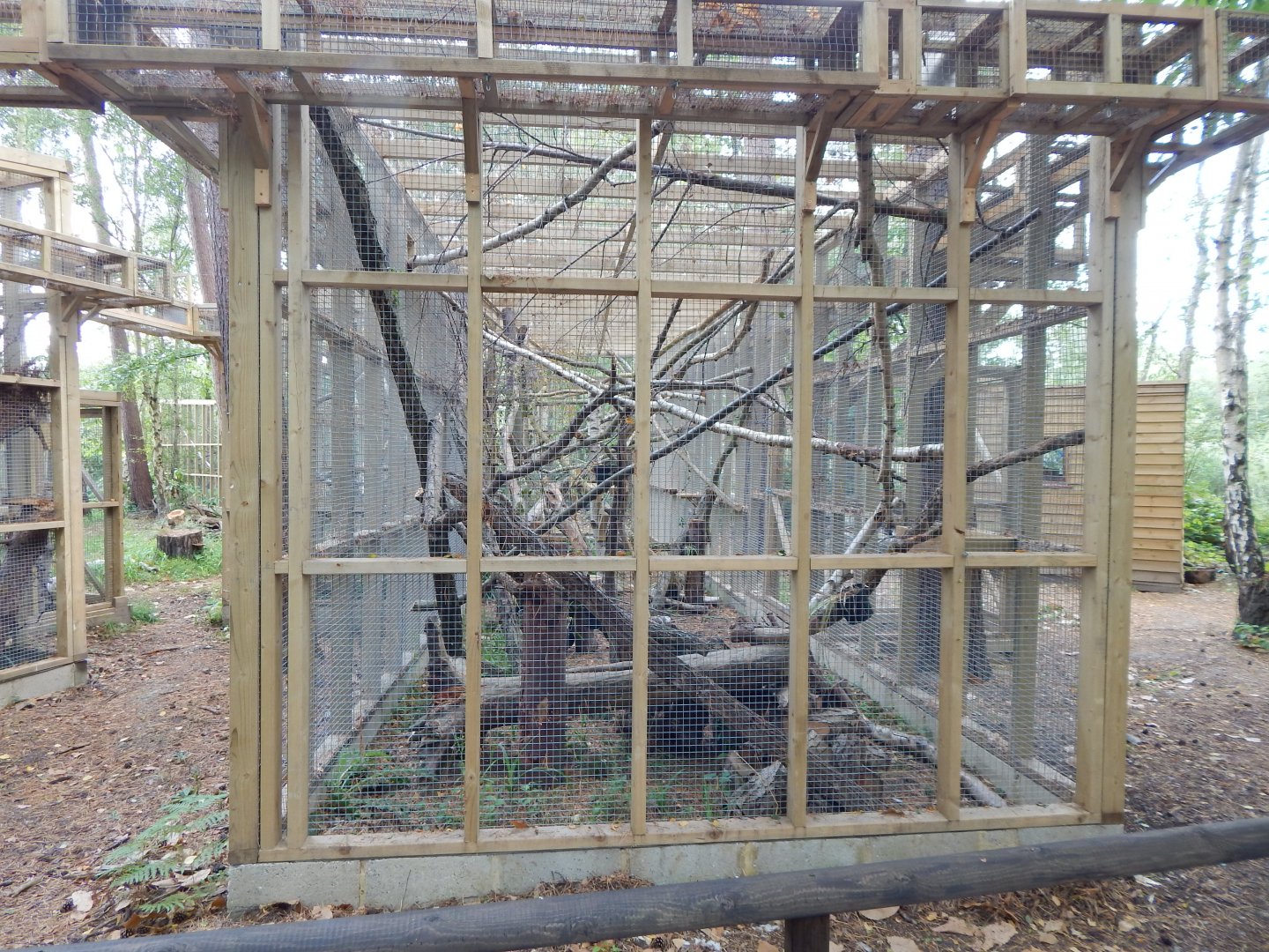 European pine marten habitat 030924