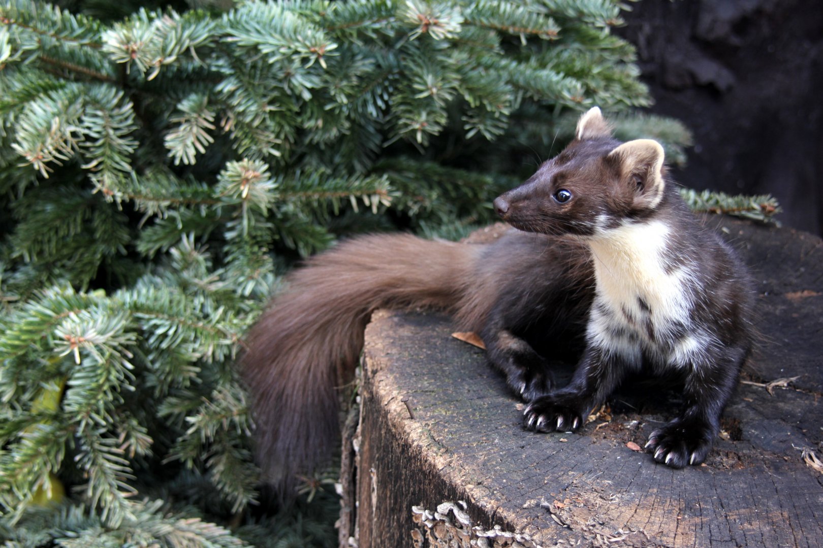 European Pine marten (Martes martes)