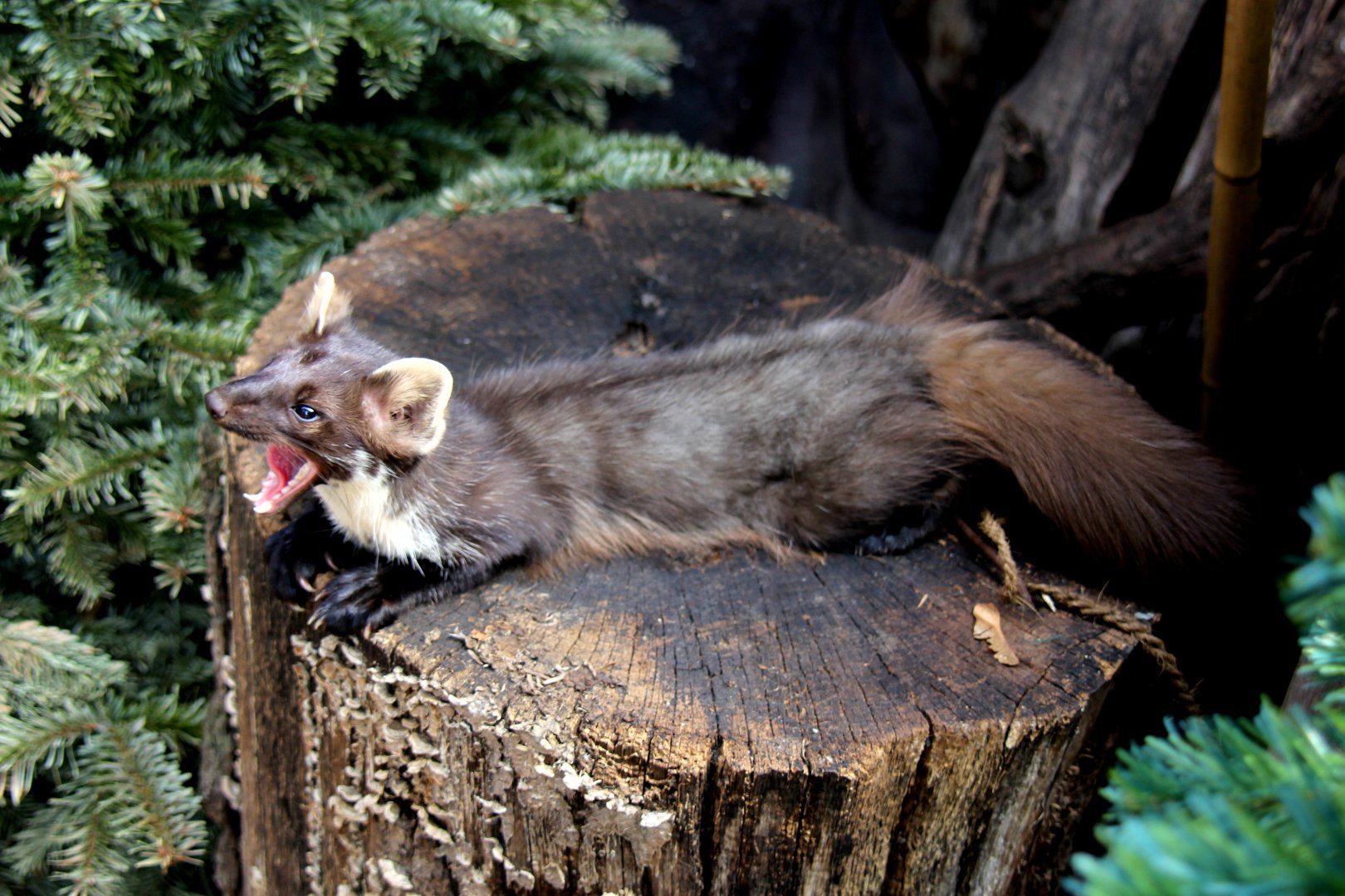 European Pine marten (Martes martes)