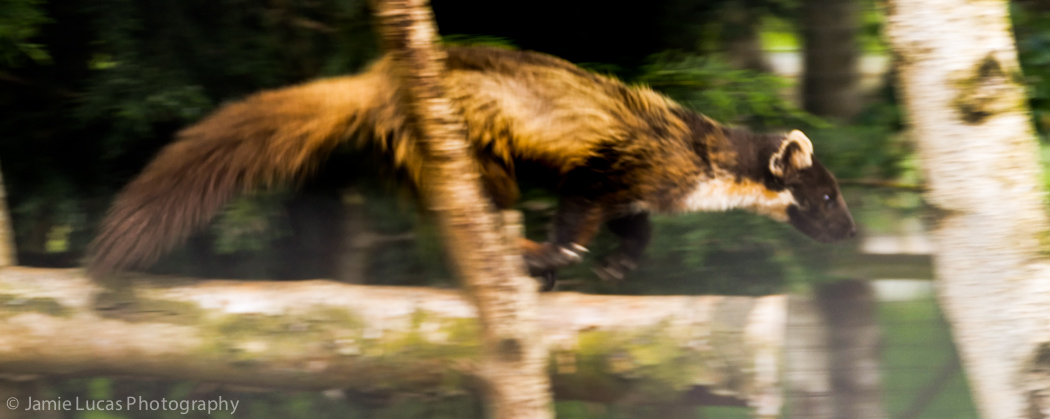 European Pine marten