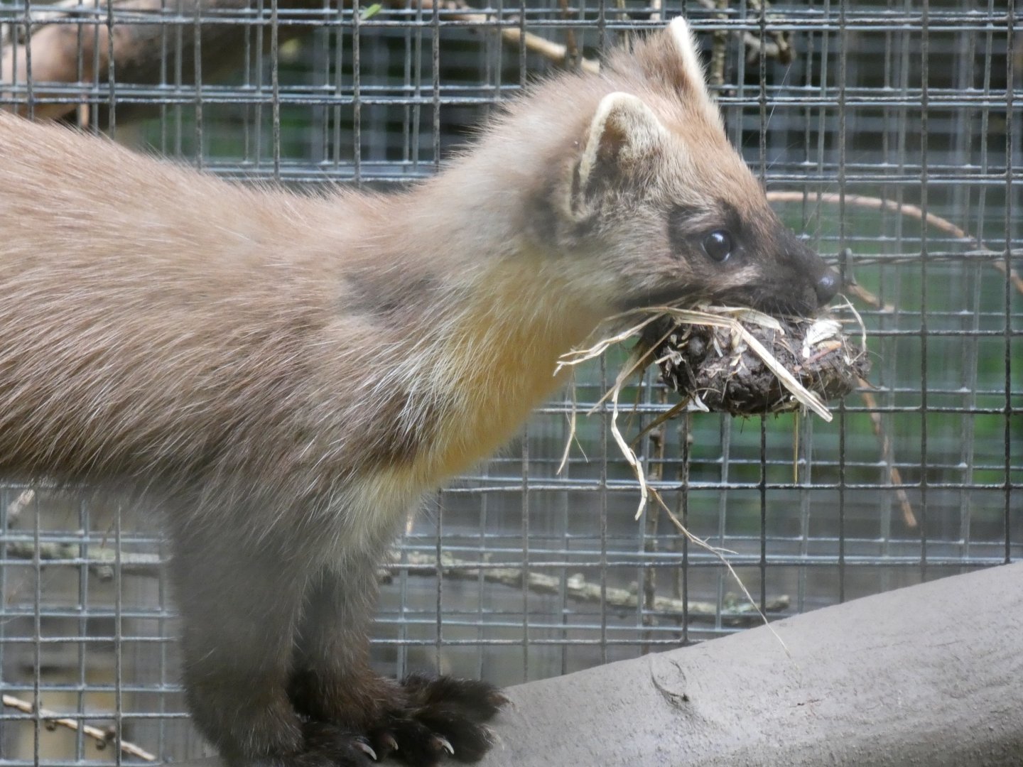European Pine Marten