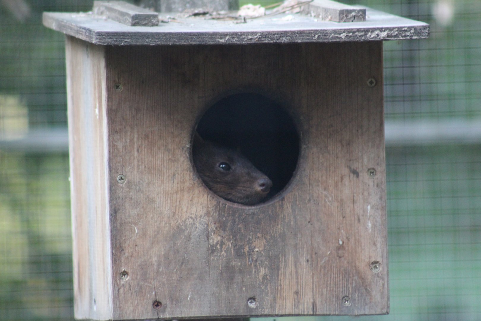 European Pine Marten