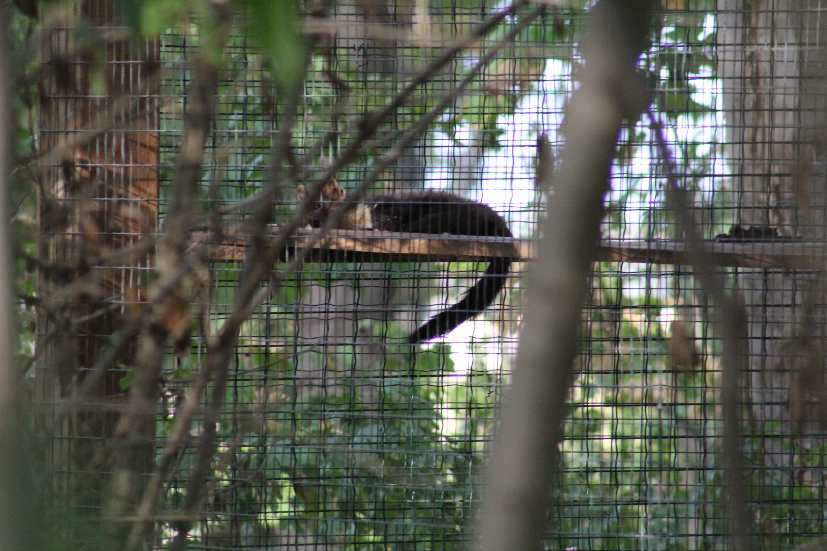 European Pine Marten