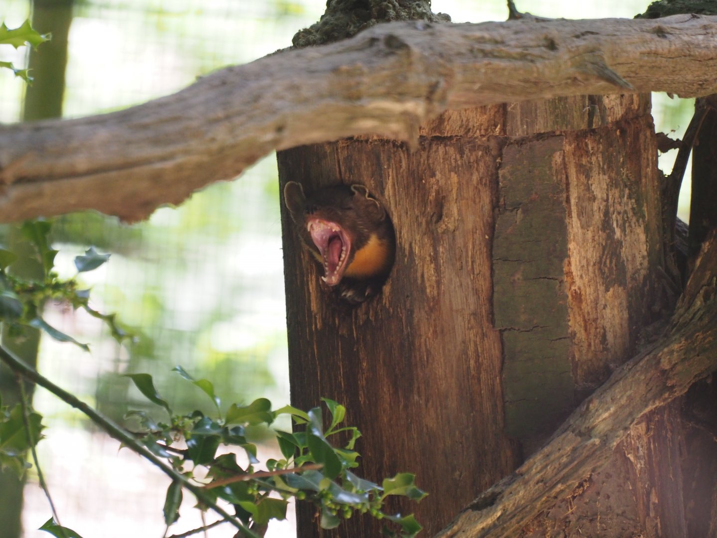 European Pine Marten