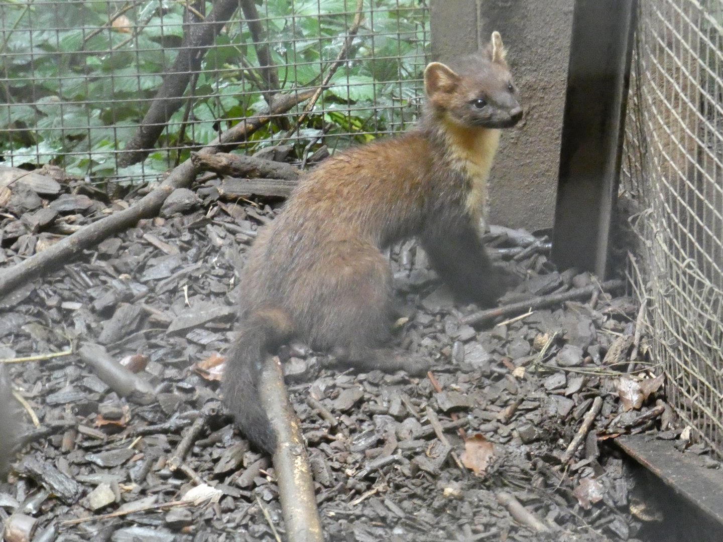 European Pine Marten
