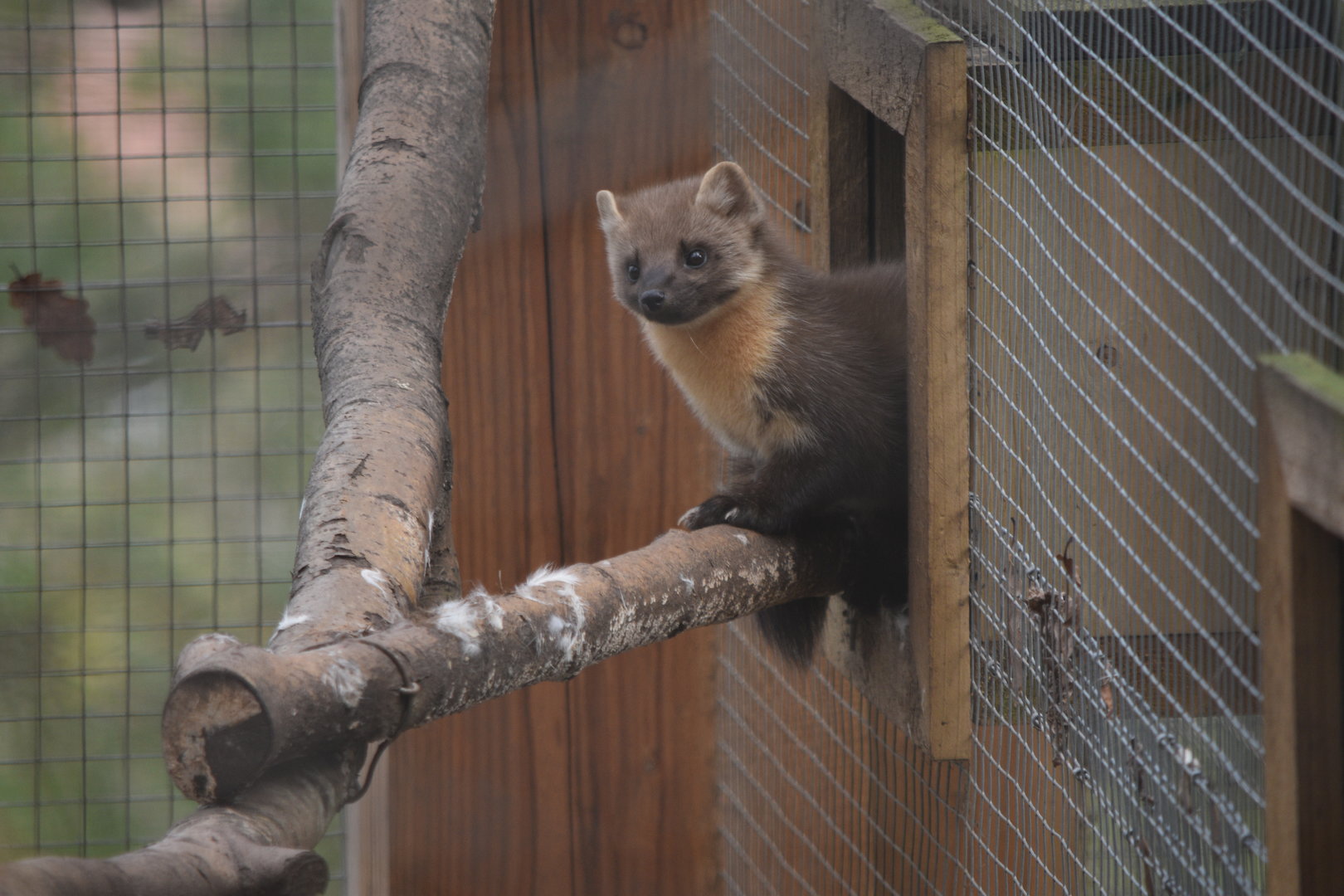 European Pine Marten