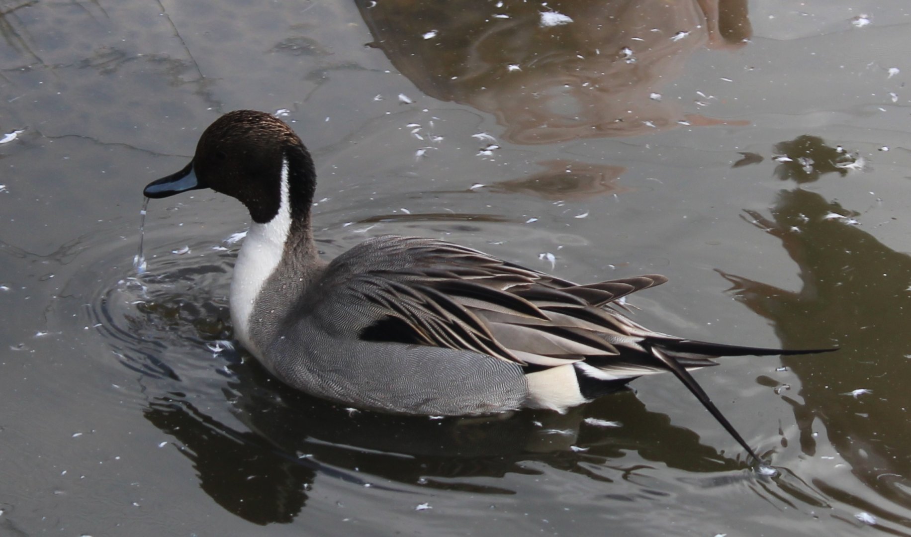 European pintail