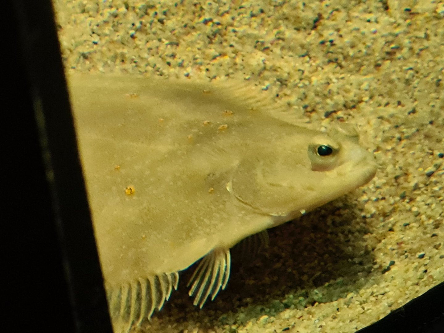 European plaice in Wadden tank