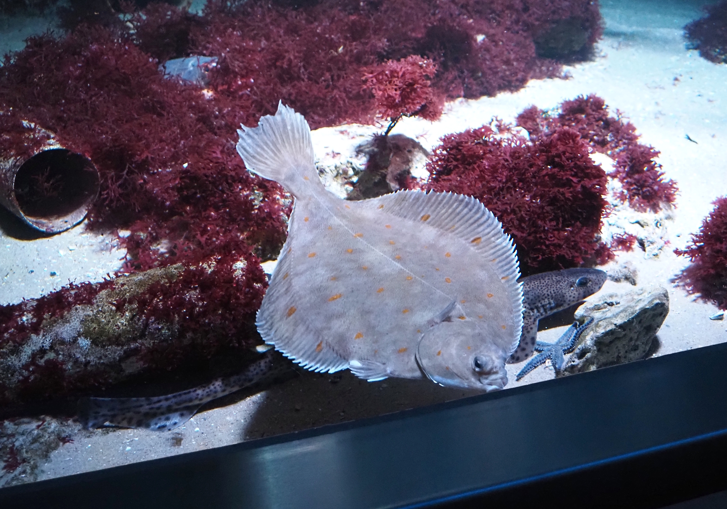 European plaice (Pleuronectes platessa), Small-spotted catshark (Scyliorhinus canicula) and Spiny starfish (Marthasterias glacialis), 2024-03-09