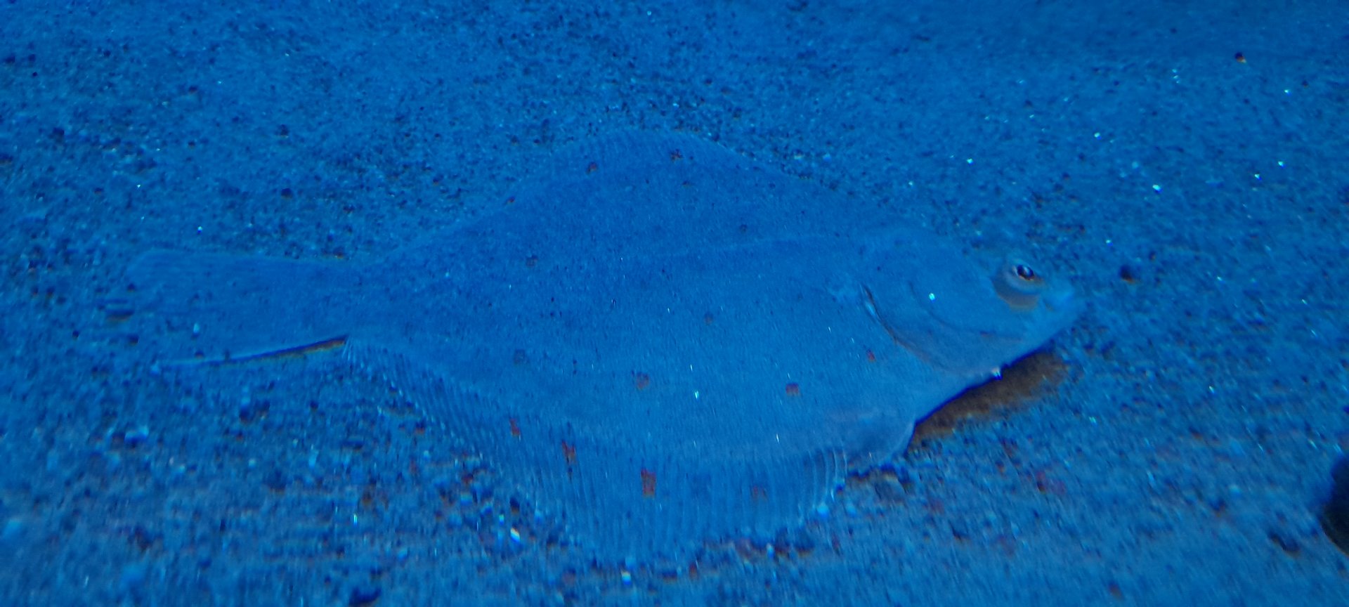 European plaice (Pleuronectes platessa)