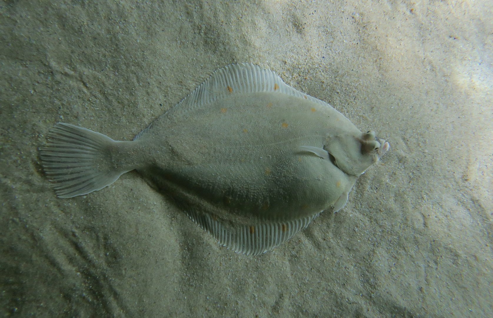 European Plaice (Pleuronectes platessa)
