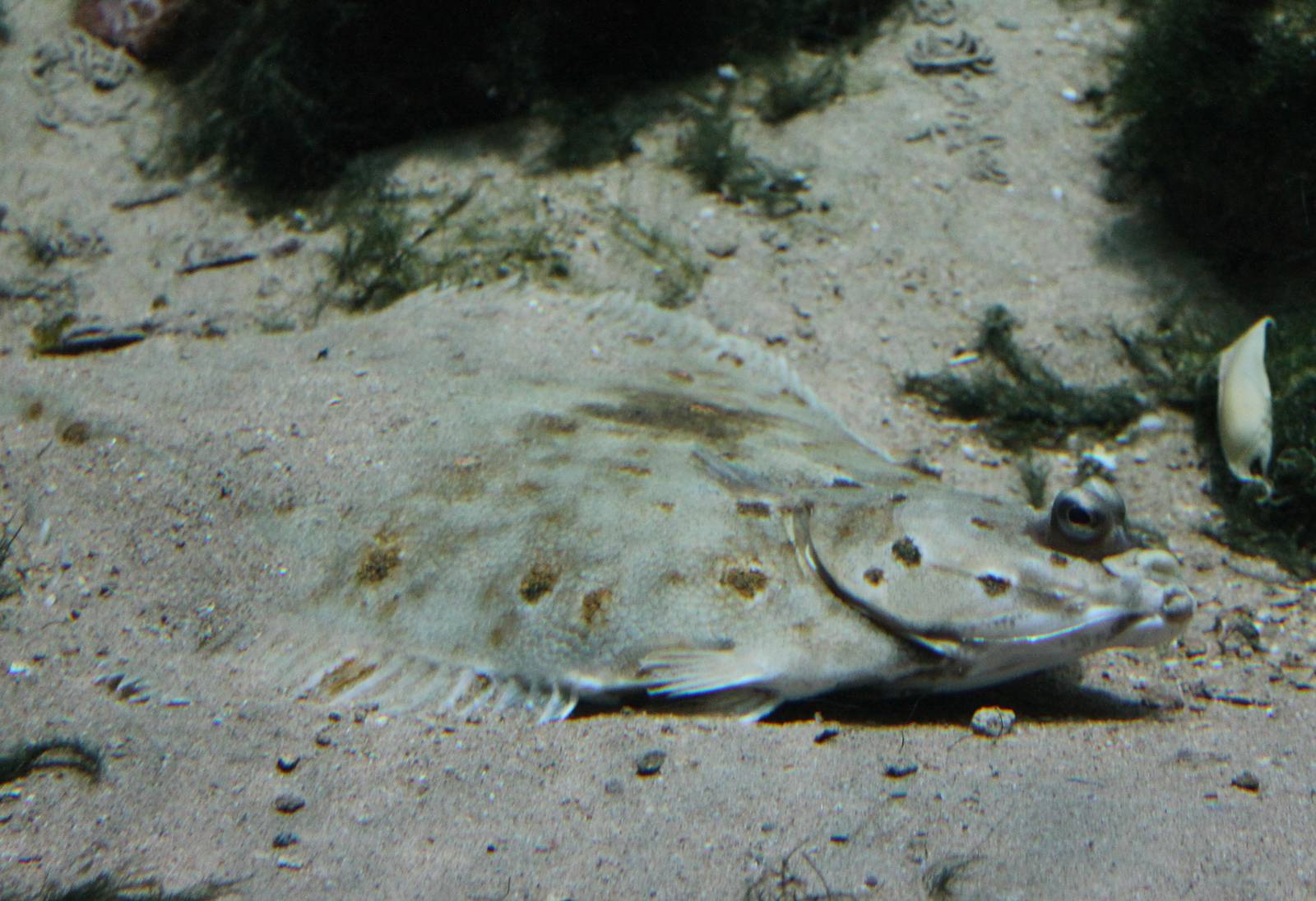 European plaice